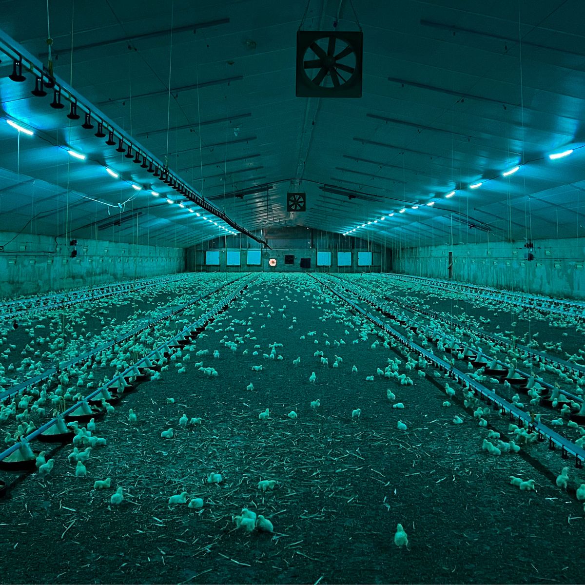 German Barn with Junglite