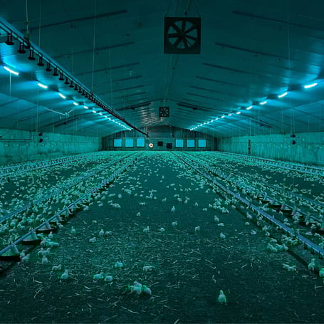 German Barn with Junglite