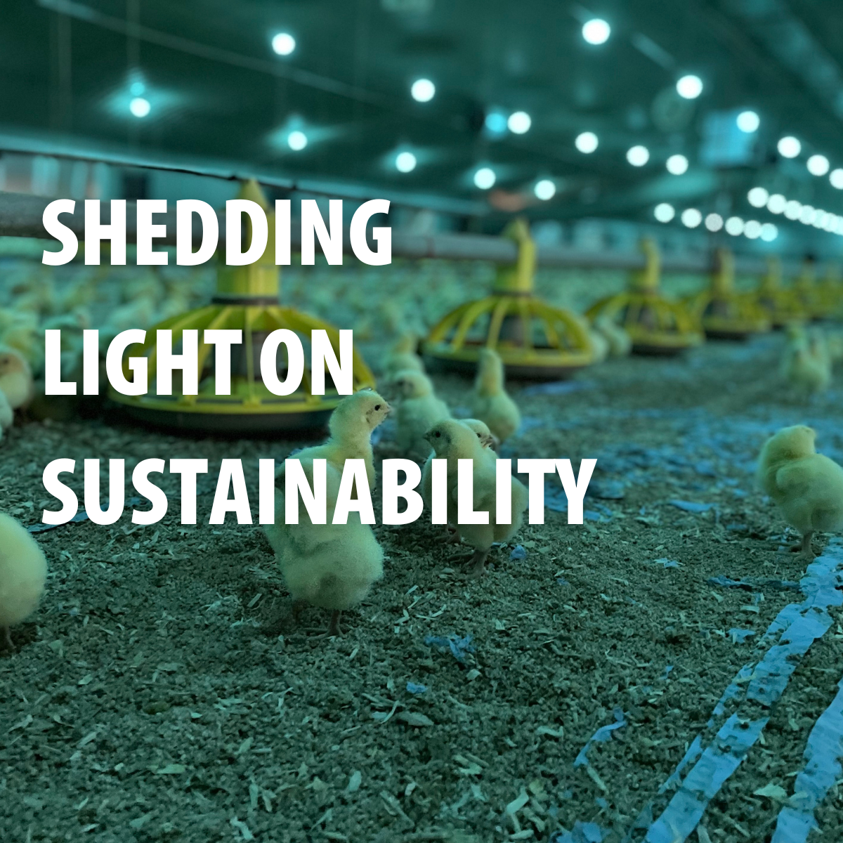 Shedding light on sustainability