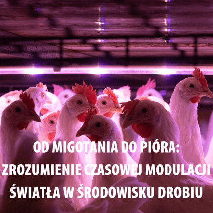 From Flicker to Feather Understanding Temporal Light Modulation in Poultry Environmen (1)