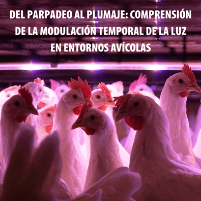 From Flicker to Feather Understanding Temporal Light Modulation in Poultry Environmen (2)