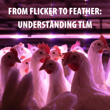 From Flicker to Feather Understanding Temporal Light Modulation in Poultry Environmen