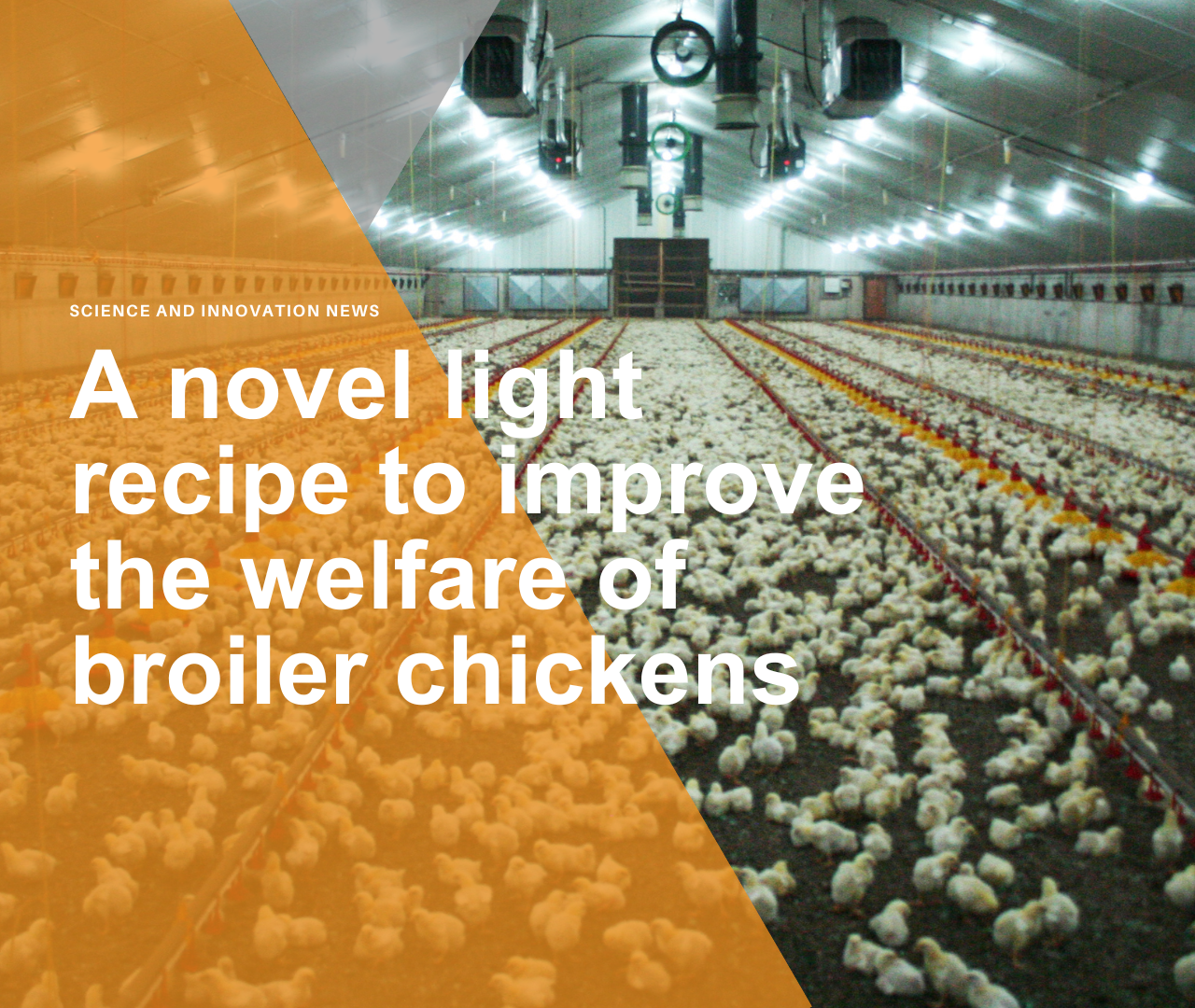 A novel light recipe to improve the welfare of broiler chickens