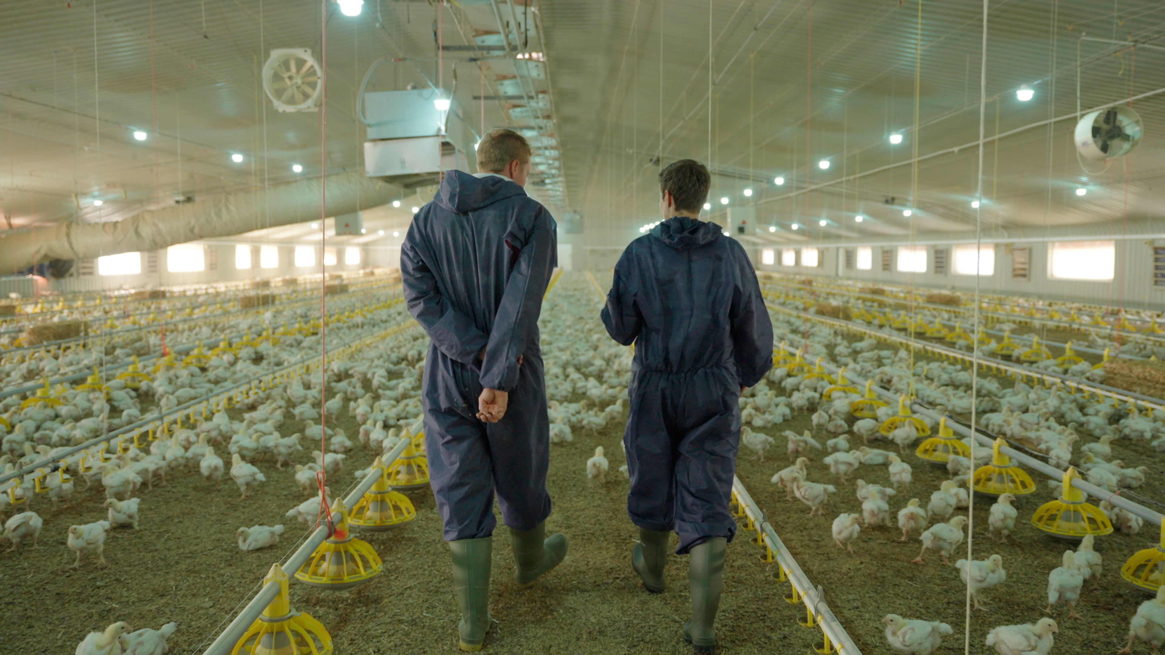 Broiler Barn in Europe
